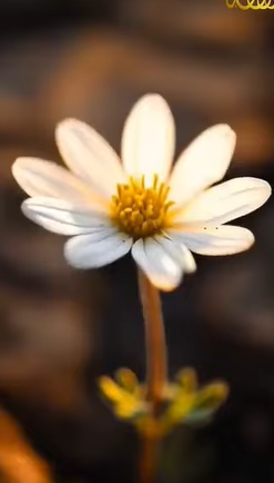 被派来完善高尚的品德