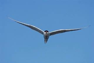 害羞是美德的冠冕